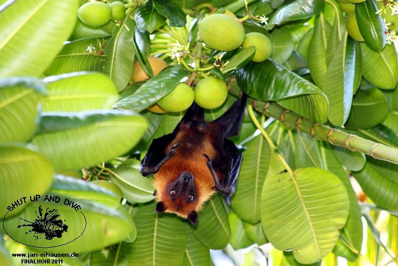 Insel002-2011-10-05(15)