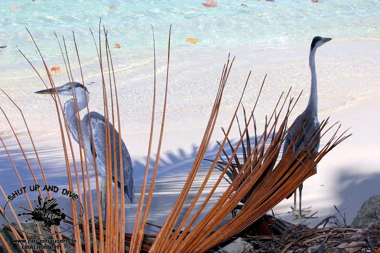 Insel005-2011-10-05(15)