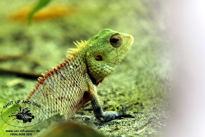 Insel017(Echsen)-2011-10-05(15)