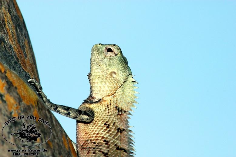 Insel030(Echsen)-2011-10-05(15)