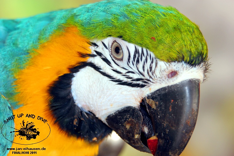 Insel064-2011-10-14(15)