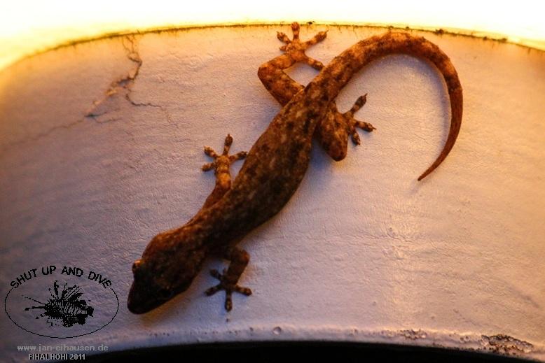 SA007-2011-10-17(15)