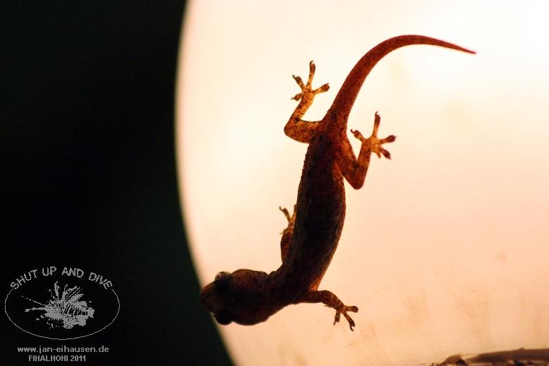 SA008-2011-10-17(15)