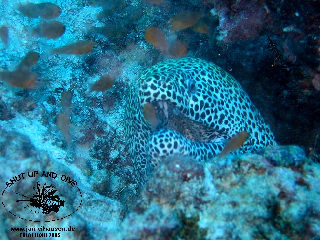 TG281-051014-1500(25)