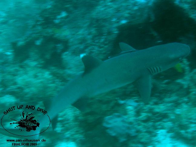 TG283-051016-1239a(25)