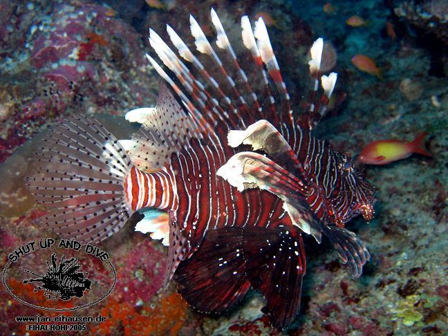 TG285-051018-0643b(25)