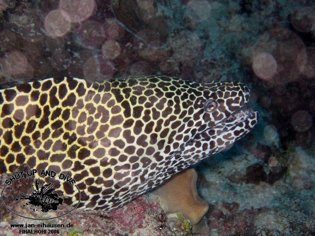 TG292-061028-095936(25)