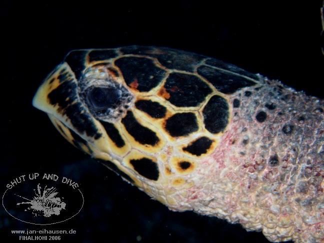 TG292-061028-103404(25)