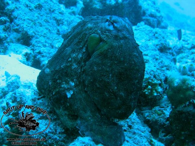 TG295-061029-104352(25)