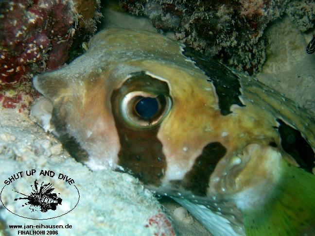 TG295-061029-105830(25)