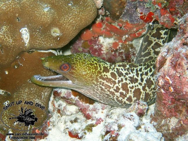 TG302-061031-182529(25)