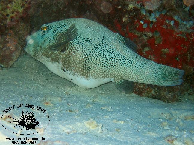 TG302-061031-183408(25)