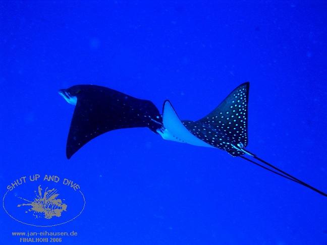 TG304-061101-154142(25)