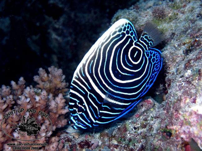 TG307-061106-183232(25)