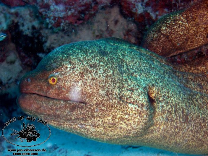 TG325-08-10-24_15-58a(25)