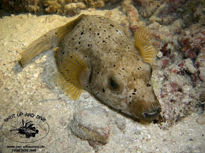 TG328-08-10-25_19-26b(25)