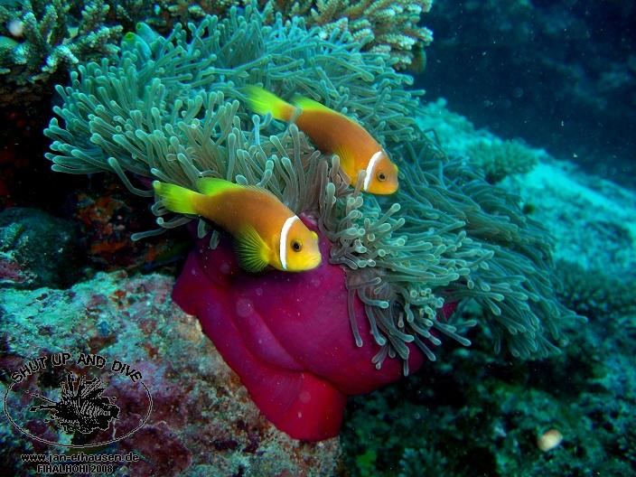 TG330-08-10-26_15-24(25)