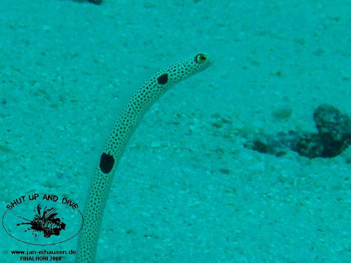 TG331-08-10-27_10-28b(25)