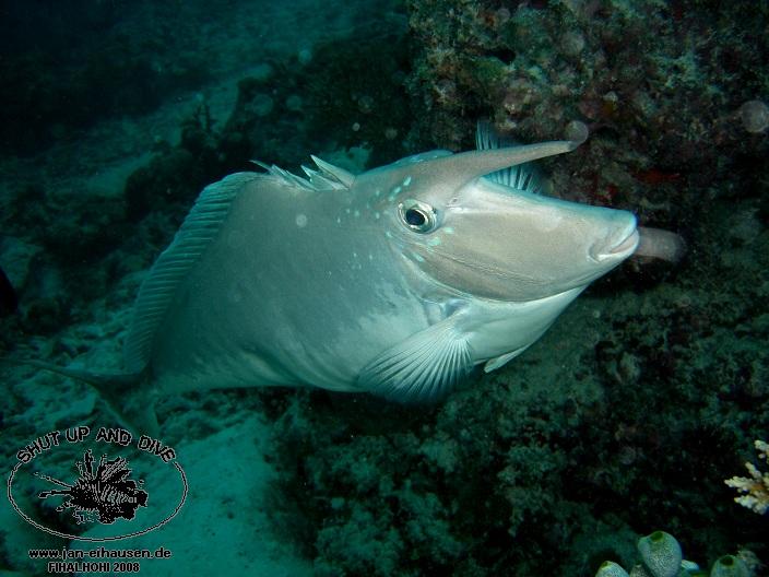 TG333-08-10-27_18-26a(25)