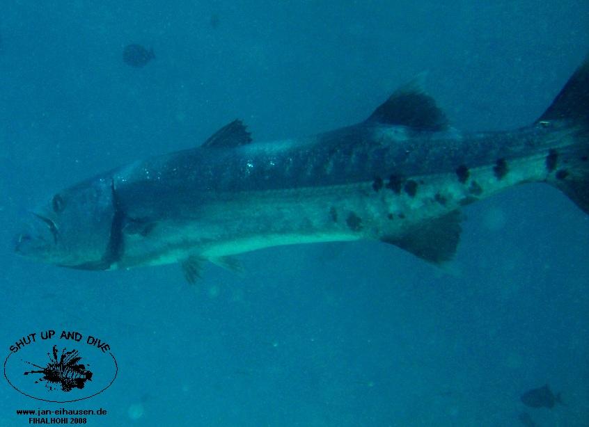 TG334-08-10-28_10-52b(40)