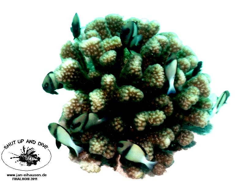 TG360010-2011-10-08(20)