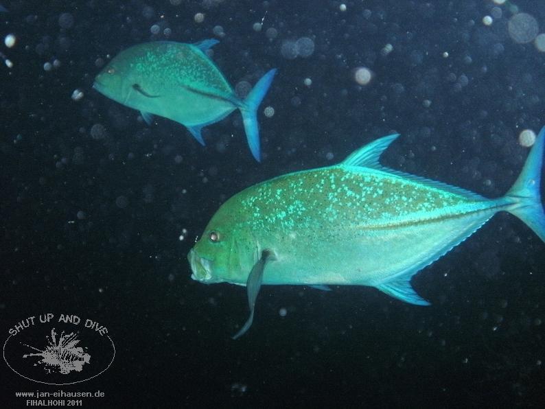 TG364002-2011-10-09(20)