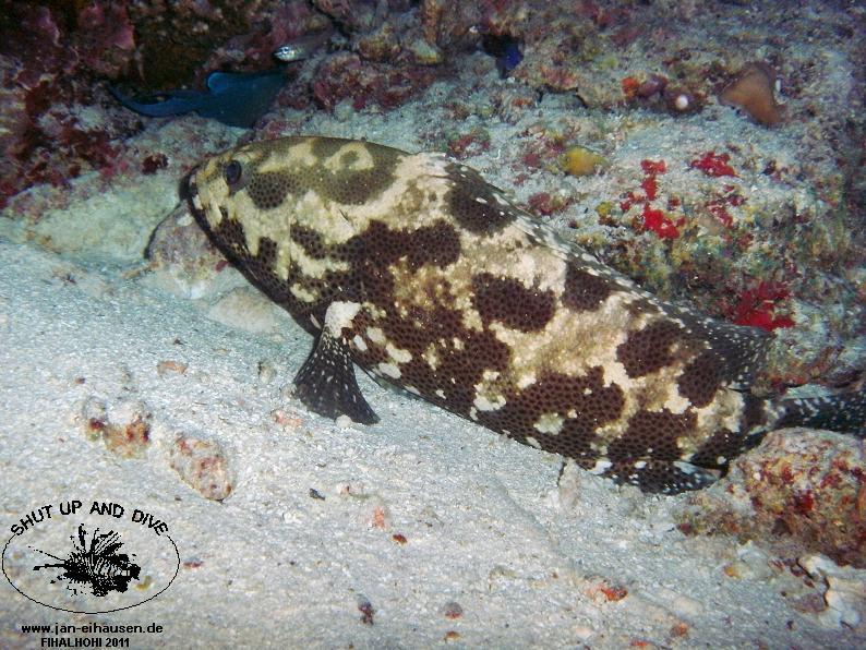 TG364004-2011-10-09(20)