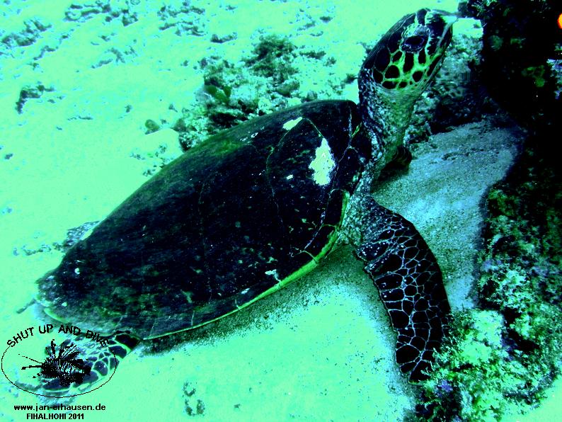 TG365005-2011-10-10(20)