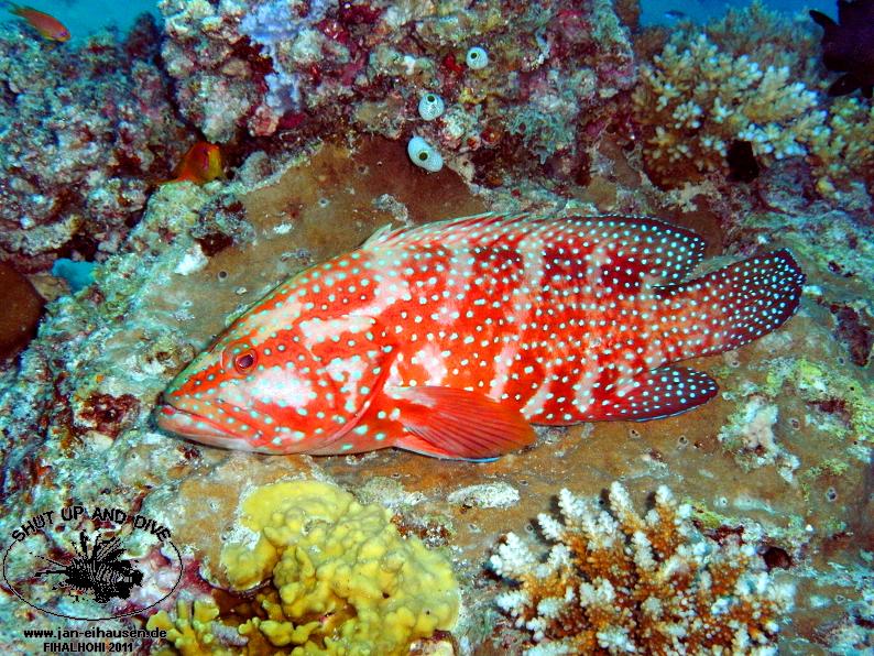 TG369003-2011-10-11(20)