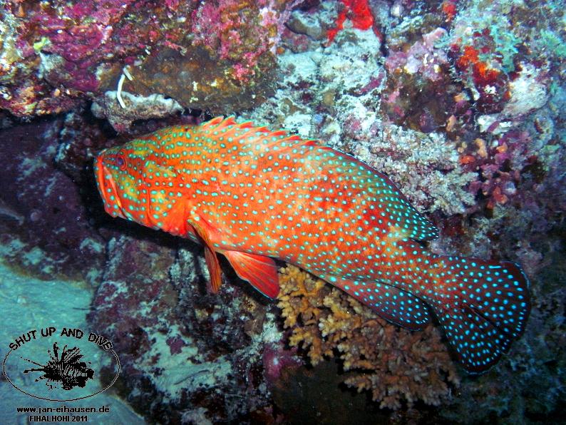 TG369004-2011-10-11(20)