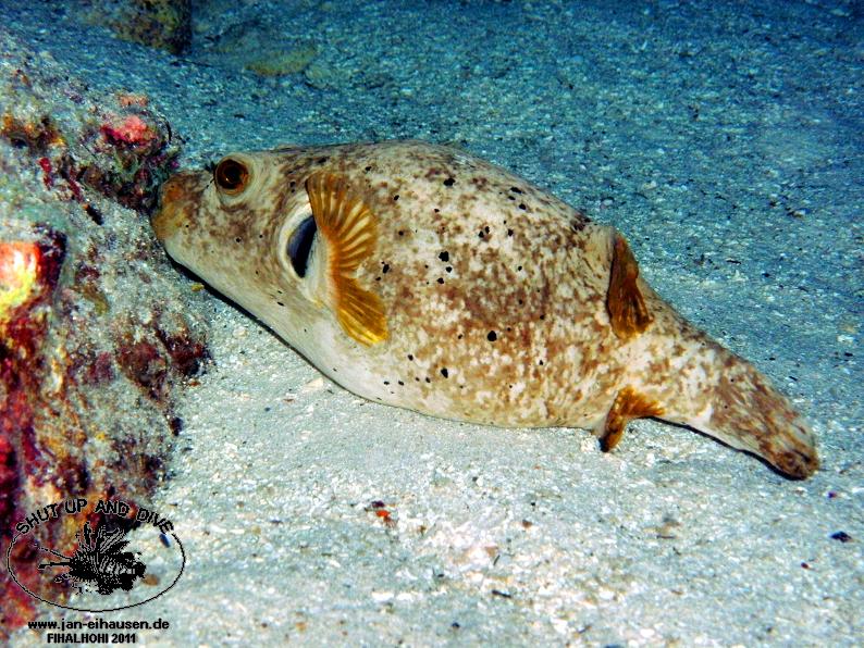 TG369012-2011-10-11(20)