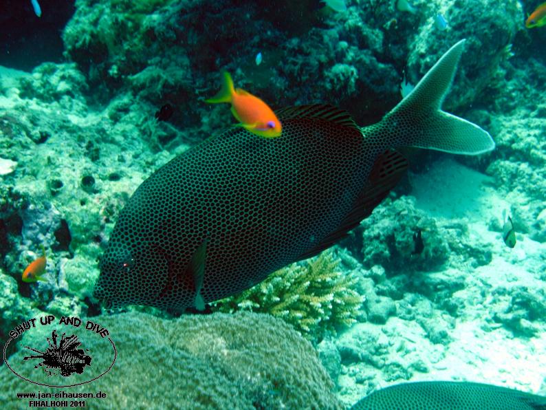 TG370009-2011-10-12(20)