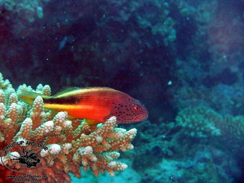 TG371011-2011-10-12(20)