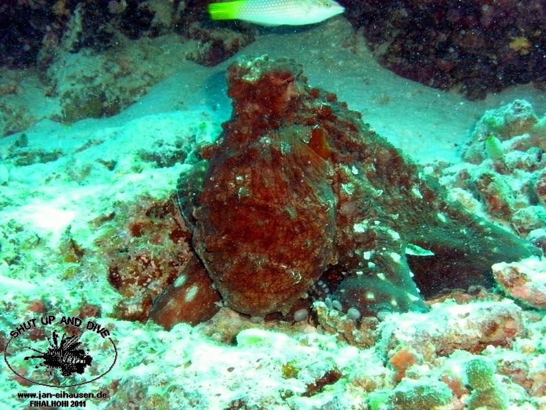 TG371018-2011-10-12(20)