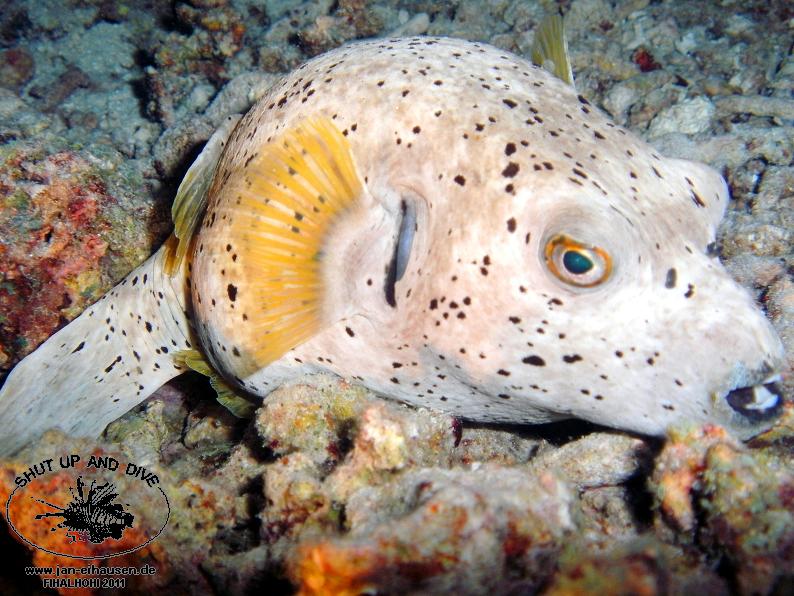 TG372014-2011-10-12(20)